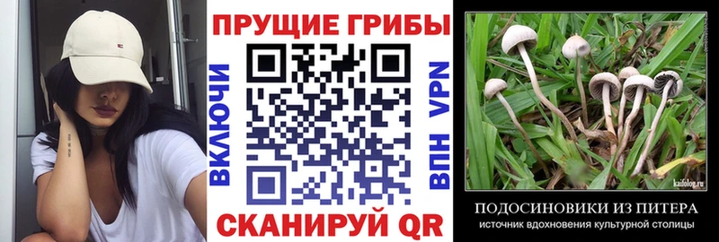 даркнет официальный сайт Гаджиево Псилоцибиновые грибы мухоморы